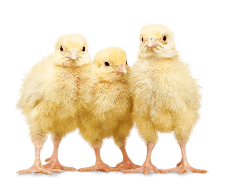 Pollos -Aplicación para gestión de galpones sin Internet – Galpón App